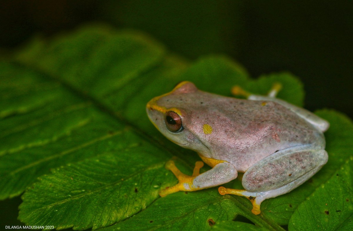 Pseudophilautus asankai Manamendra-Arachchi & Pethiyagoda, 2005